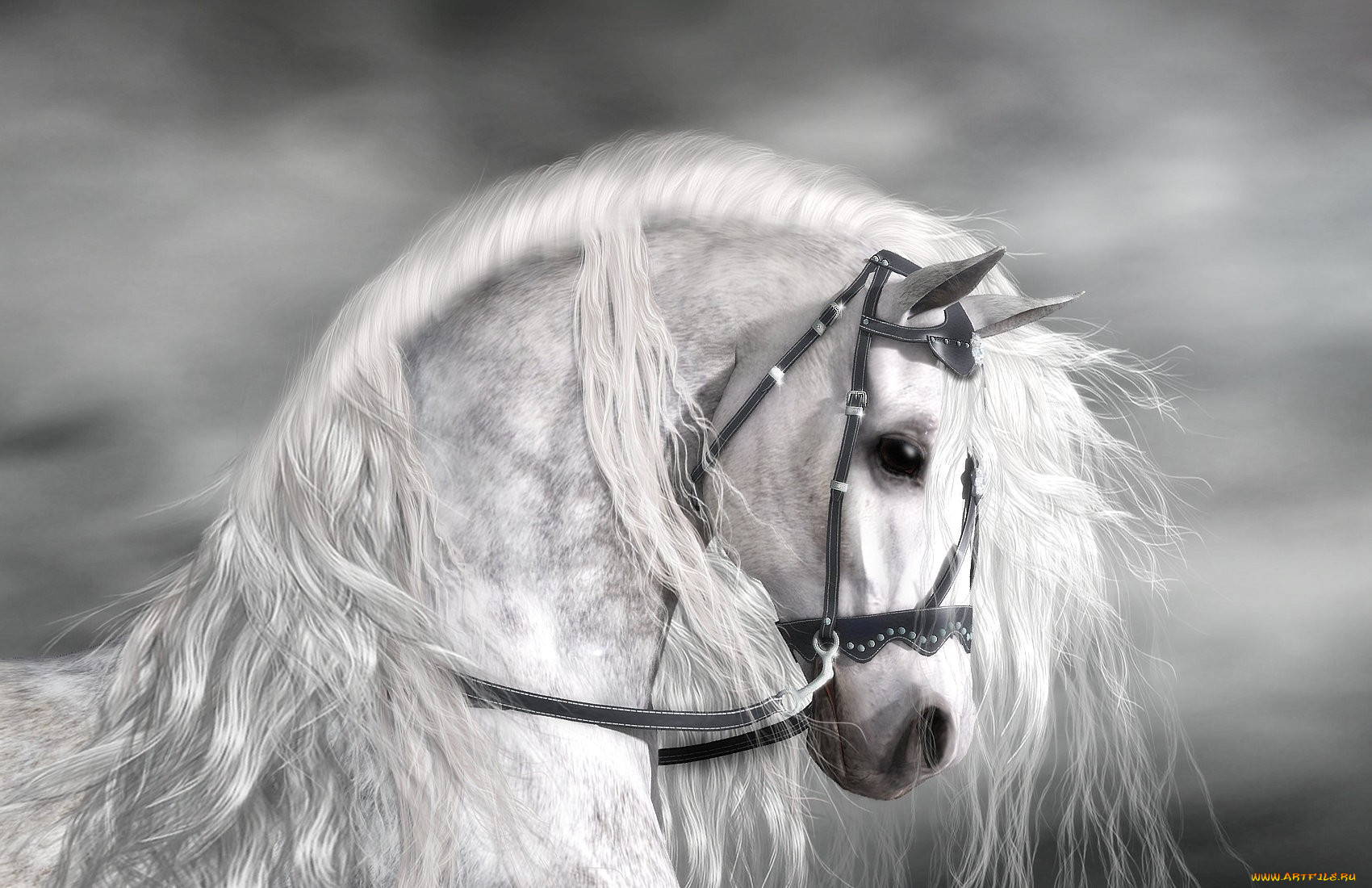 3, , animals, , 